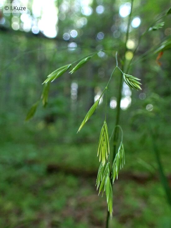 Festuca altissima